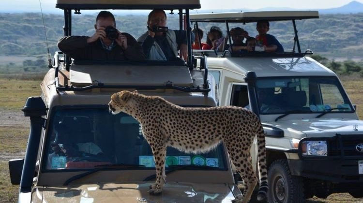  days Tanzania Safaris to Lake Manyara Serengeti and Ngorongoro